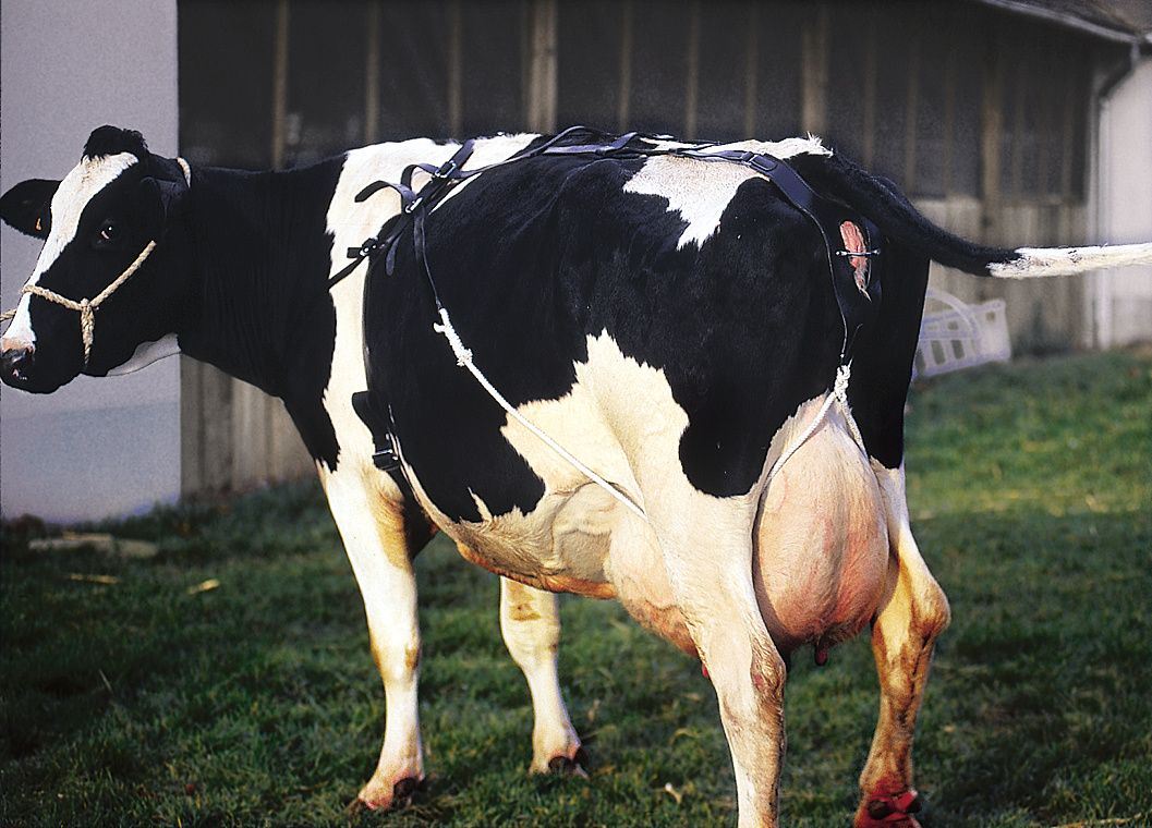 OM + peau de vache à dégagement rapide Kit de boucle de suspension