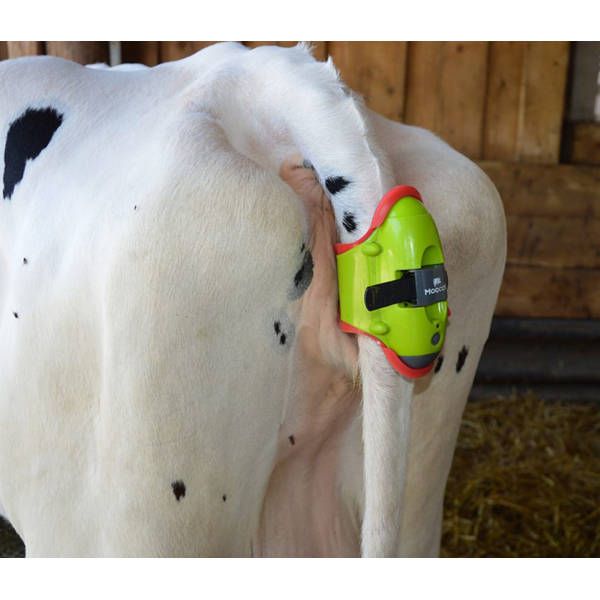 Moocall Calving Sensor Ukal